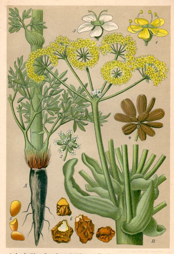 graphic of Asafoetida plant