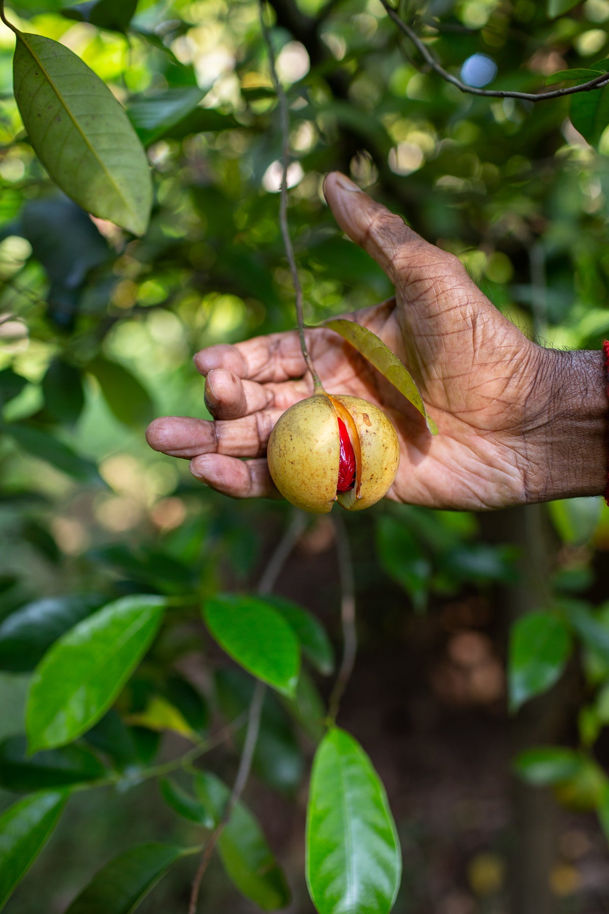 hand holding nutmeg on the plant