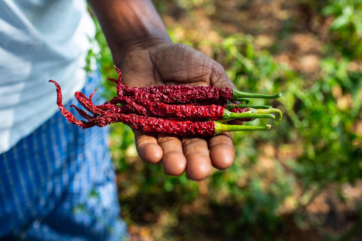 closeup of farmer holding sirarakhong hathei chillies