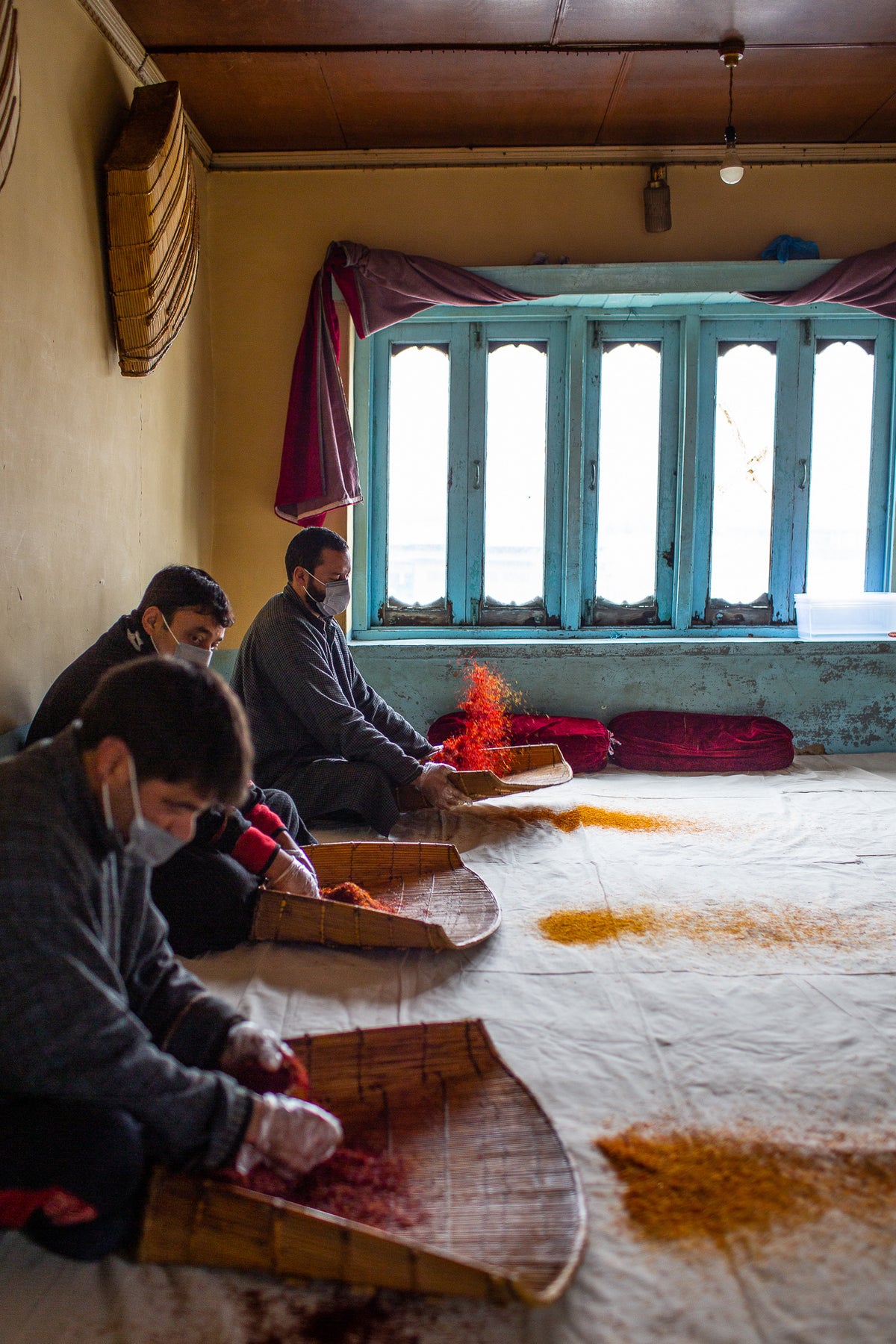 saffron processing in the kashmir farm