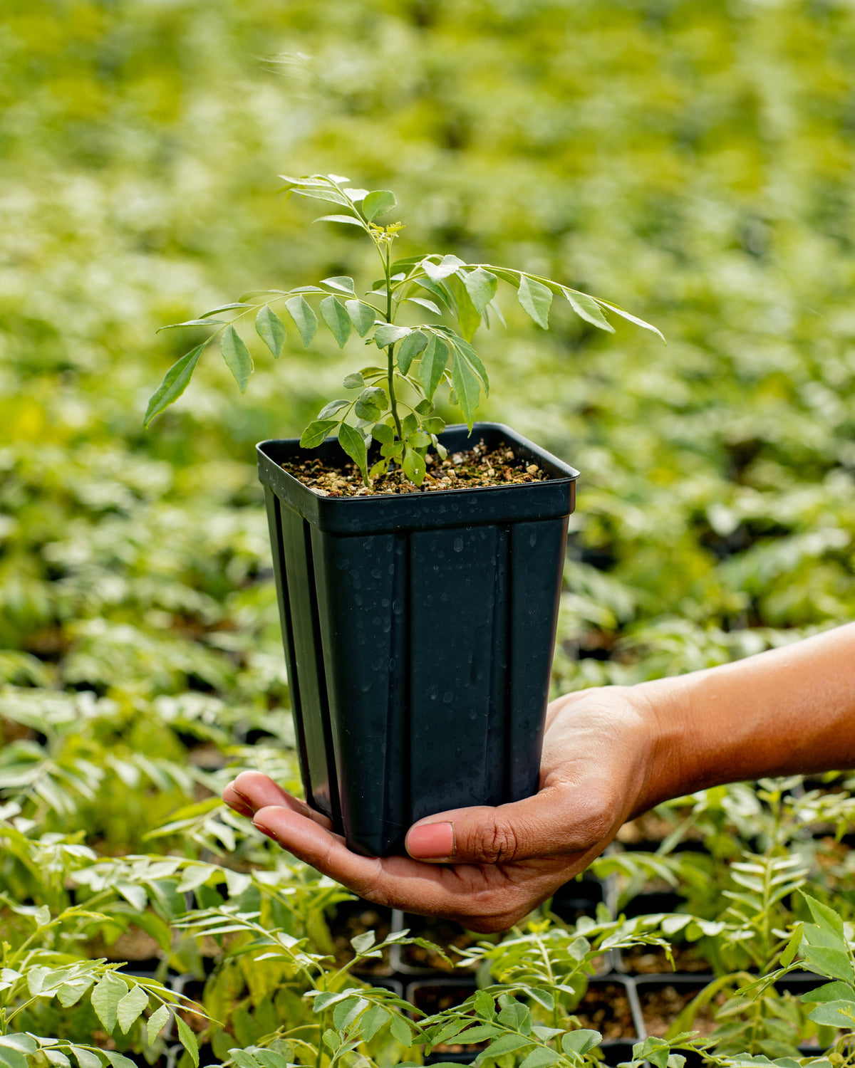 hand holding a potted kadipatta plant 