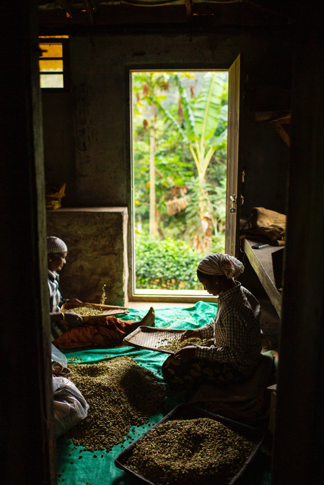 cardamom sorting at the farm