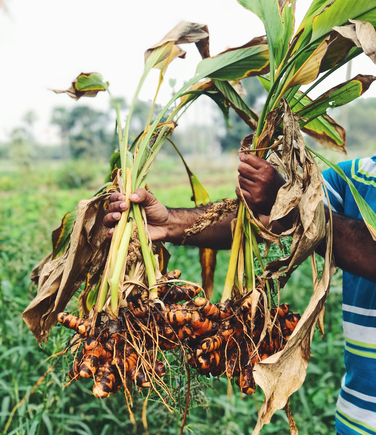 fresh turmeric plant being held in the air by farmer