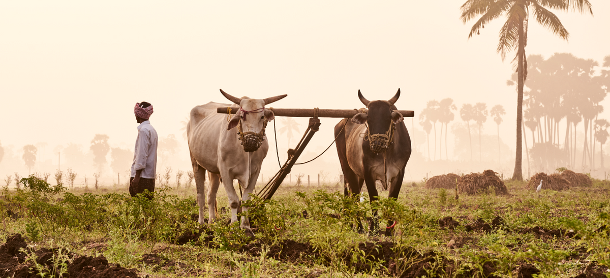 The Farm Worker Fund - Update 1