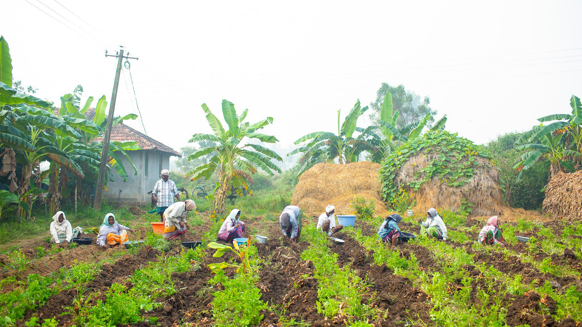 fresh turmeric being harvested at the farm