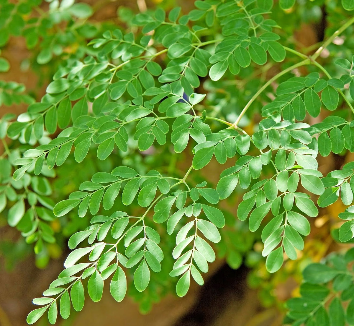 closeup of moringa plant