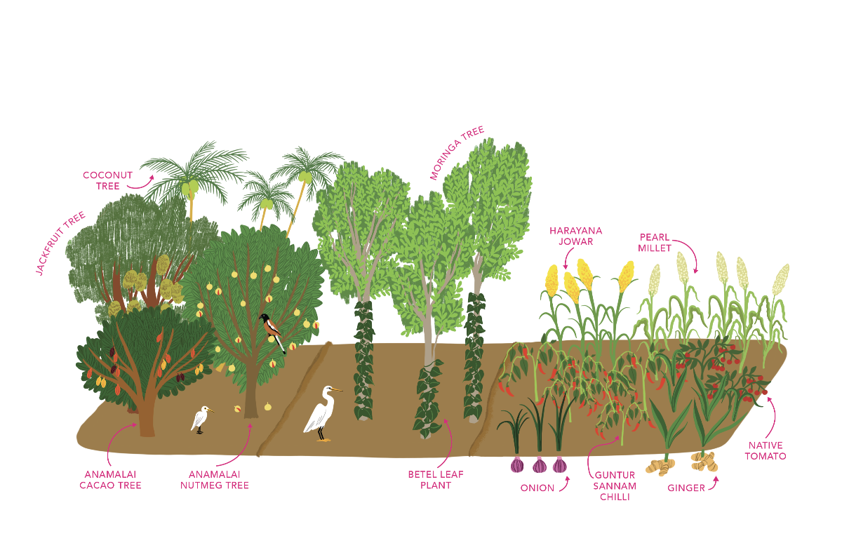 Intercropping Systems