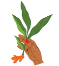 Freshest Harvest