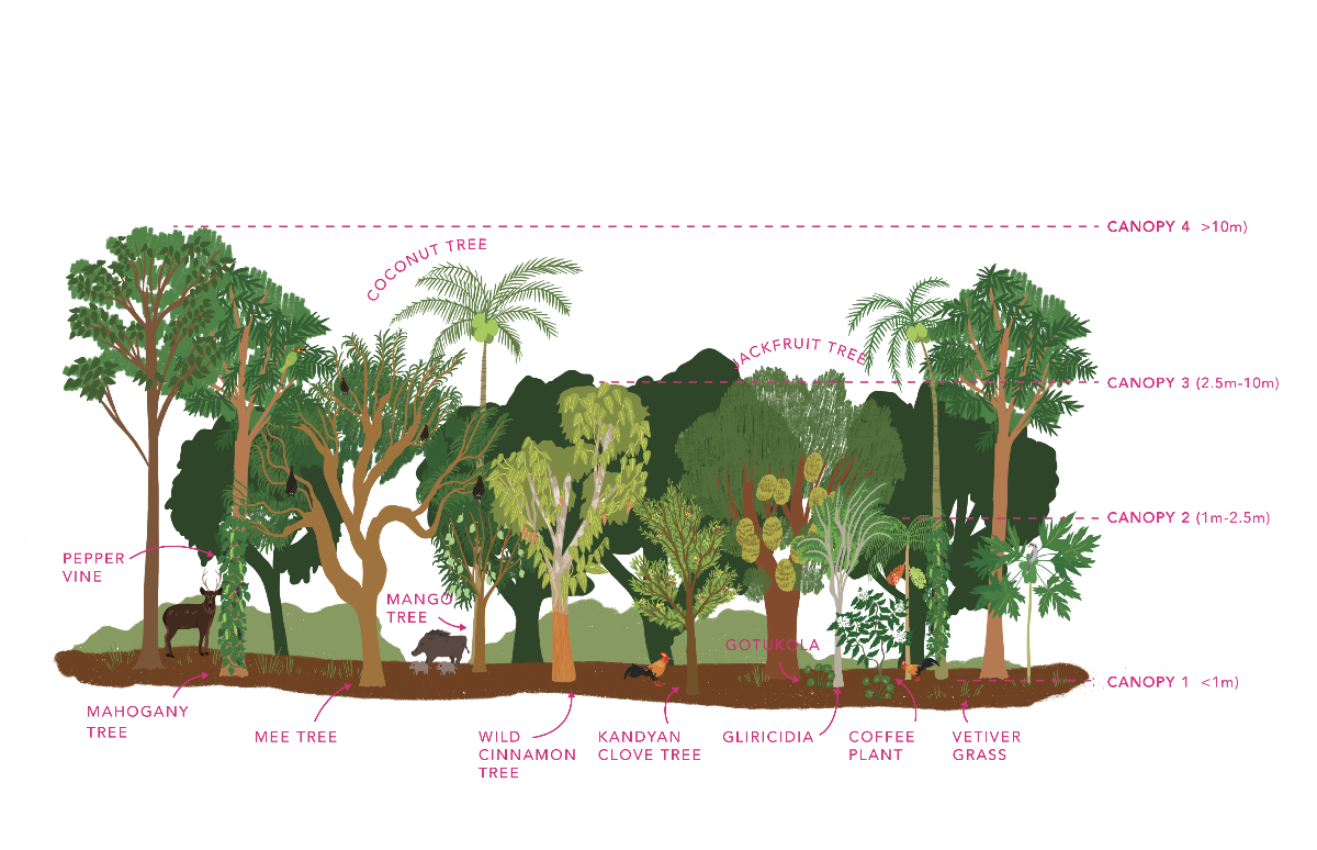 Agroforestry