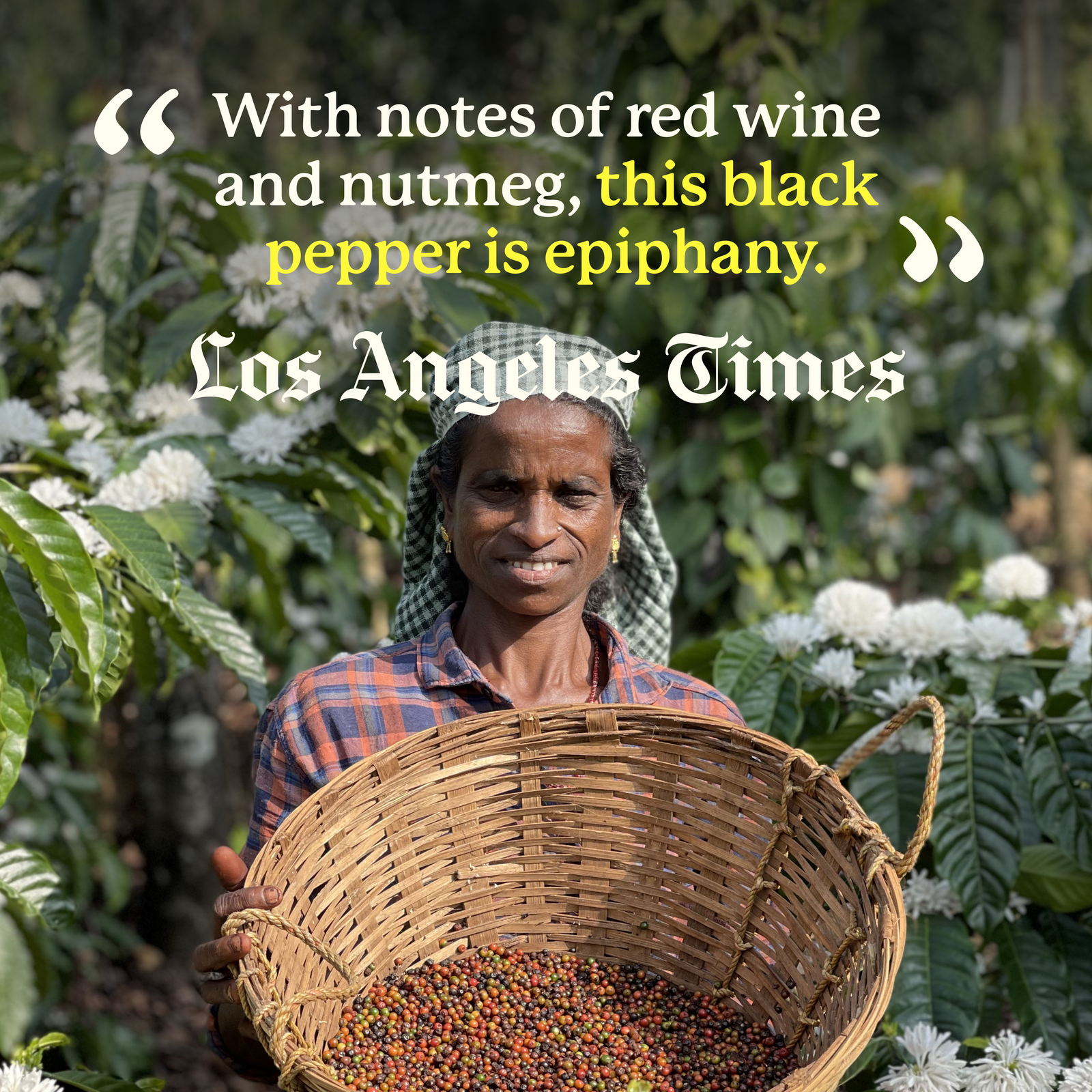 Aranya Black Pepper