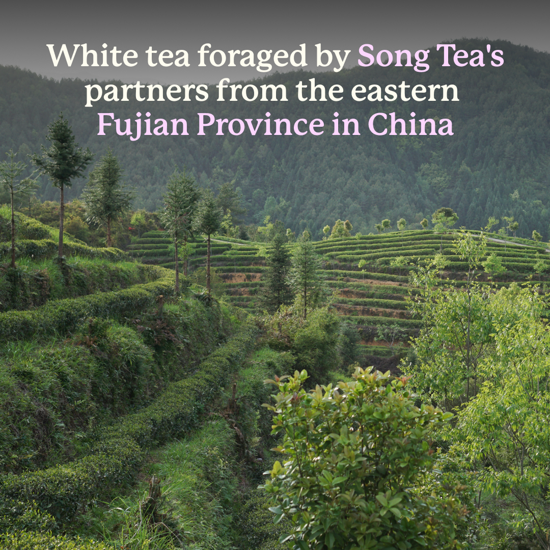 Song Tea Kashmiri Kehwa